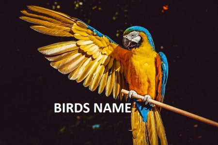 50 birds name in Hindi and English [ पक्षियो के नाम ]
