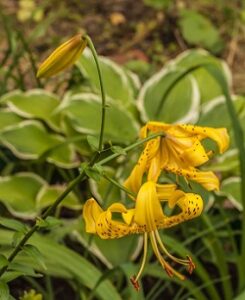 Citronella Tiger Lily