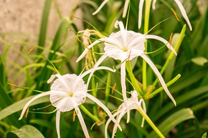 Grand Crinum Lily