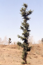 Hardwickia tree in hindi