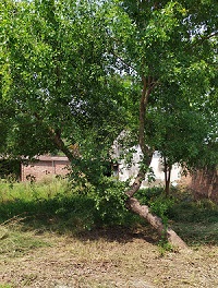 Sheesham tree in hindi