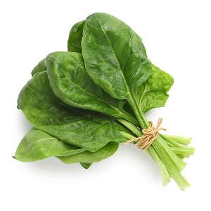 Spinach leaf vegetables