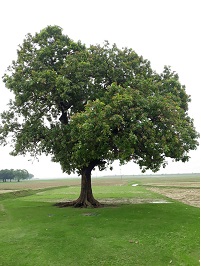 mahua tree in hindi