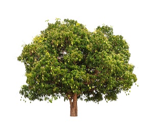 mango tree in hindi