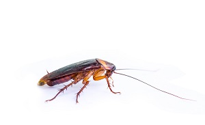 insect name with picture 