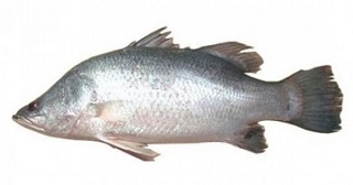 chonak fish in english