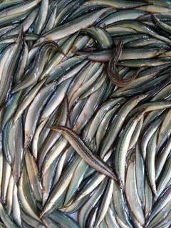 herring fish 