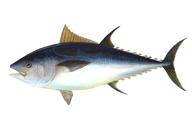 tuna fish name 