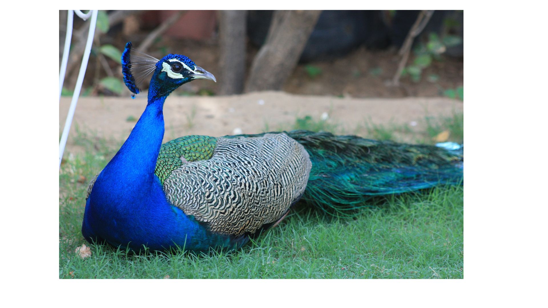 about peacock in hindi