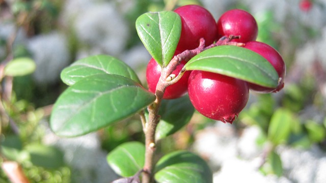 cranberry in hindi